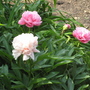 Mottisfont_abbey_for_goy_-_13
