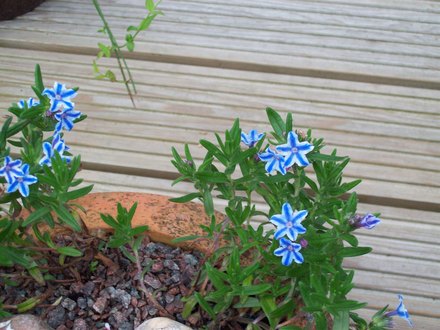 Lithodora. (Lithodora)