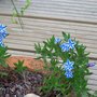 Lithodora