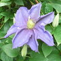 Clematis 'General Sikorski' - close-up (Clematis 'General Sikorski')