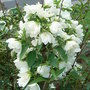 Philadelphus 'Natchez'