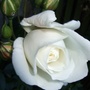 'Iceberg' bud (Rosa floribunda 'Iceberg')
