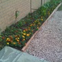 Border on east wall, gets sun all day