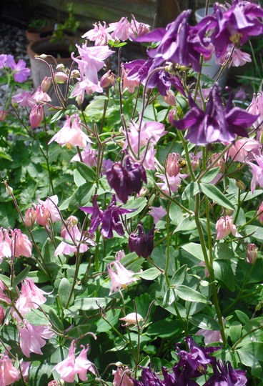 Pink & Purple Aquilegia mingle