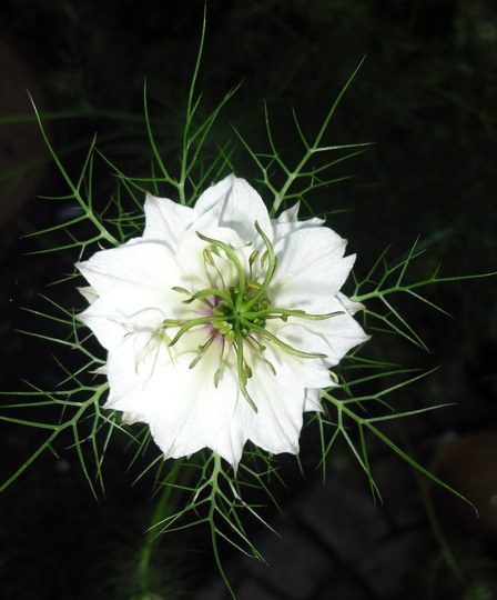 Nigella ( Love-in-a-mist) Annual (Nigella damascena (Love-in-a-mist))