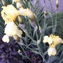 More yellow iris (Iris pseudacorus (Yellow Flag))