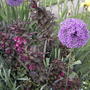 Weigela & Allium (Weigela florida 'Foliis Purpureis')