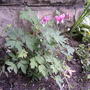 2008-06-05_bleeding_heart_plant