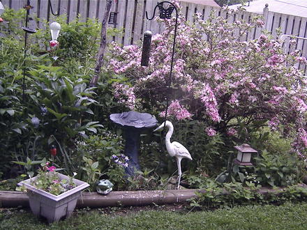 Weigela in bloom in the back garden