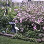 2008-06-05_pine_tree_in_garden