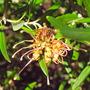Grevillea