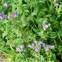 Polemonium_reptans_-_jacobs_ladder