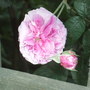 Rosa__tour_de_malakoff_