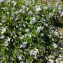 03_06_11_campanula_glomerata