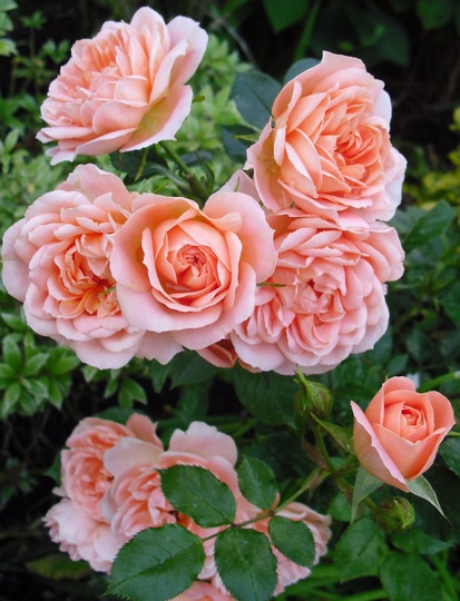 It's that Peach Patio Rose again