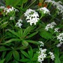 Sweet Woodruff (Galium odoratum (Asperula Olorosa))