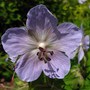 Unknown perennial geranium