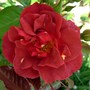 Floribunda rose 'Cinco De Mayo'.  (Rosa 'Cinco de Mayo')