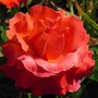 Floribunda rose 'Easy Does It' (Rosa 'Easy Does It')
