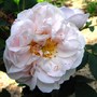 Hybrid Spinosissima Rose 'Stanwell Perpetual' (Rosa 'Stanwell Perpetual')