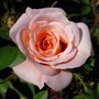 Miniature moss rose 'Mood Music' (Rosa 'Mood Music')