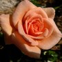Miniature rose 'Loving Touch' (Rosa 'Loving Touch')