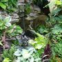 Colour theming in the area in front the wildlife pond. June 2008
