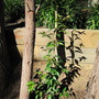 Jasminum nitidum ( angelwings Jasmine ) (Jasminum nitidum (Shining Jasmine))