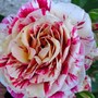 Floribunda rose 'George Burns' (Rosa 'George Burns')