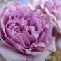 Miniature rose 'Lavender Crystal' (Rosa 'Lavender Crystal')