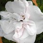 Rugosa rose 'Blanc Double de Coubert' (Rosa rugosa 'Blanc Double de Coubert')