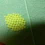 Ladybird eggs ~ For Surreylad