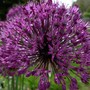 Allium 'Purple Sensation' (Allium aflatunense)