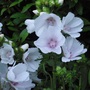 Musk Mallow   ...   Malva moschata ...   Perennial (Malva moschata)