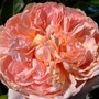 Climbing rose 'Colette' (Rosa 'Meiroupis' "Colette")