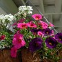 Hanging basket