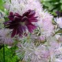 Thalictrum aquilegifolium (Thalictrum aquilegiifolium (Meadow Rue))