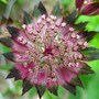 Astrantia 'Moulin Rouge' (Astrantia maxima (Masterwort))