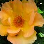 Hardy rose 'Morden Sunrise' (Rosa 'Morden Sunrise')