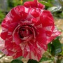 Miniature rose 'Pinstripe' (Rosa 'Pinstripe')