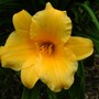 Hemerocallis 'Stella D'oro' (Hemerocallis "Stella D'Oro")