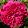 Polyanthus rose 'Sweet Chariot' (Rosa 'Sweet Chariot')