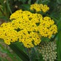 Achillea 'Moonshine' (Achillea x 'Moonshine')