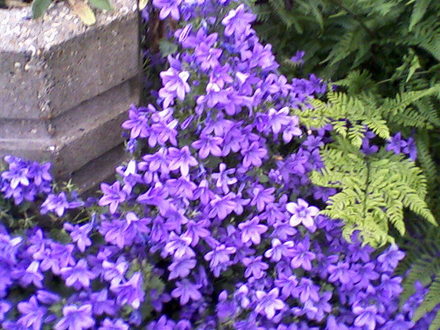 My Parents Garden