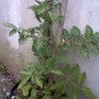 My Parents Garden