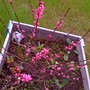 double plum blooms