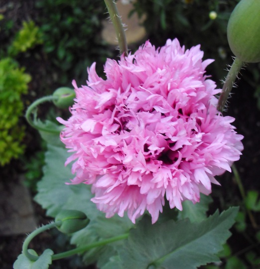 Pink Frilly Poppy