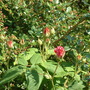 June_8th_2008_006