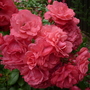004 Rosa 'Wiltshire' ground cover rose
