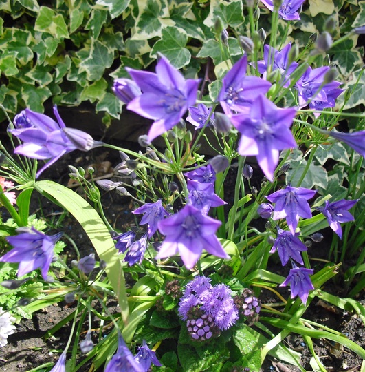 Brodiaea 'Queen Fabiola'